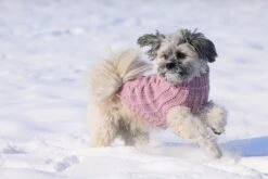 Designed By Lotte Hondentrui Haida Roze -Dierbenodigdheden Serie Winkel 0766671 sfeer3