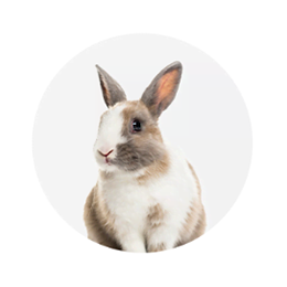 Dierbenodigdheden Serie Winkel -Dierbenodigdheden Serie Winkel 65f59ddc587db55a2bfc454dc71588ec