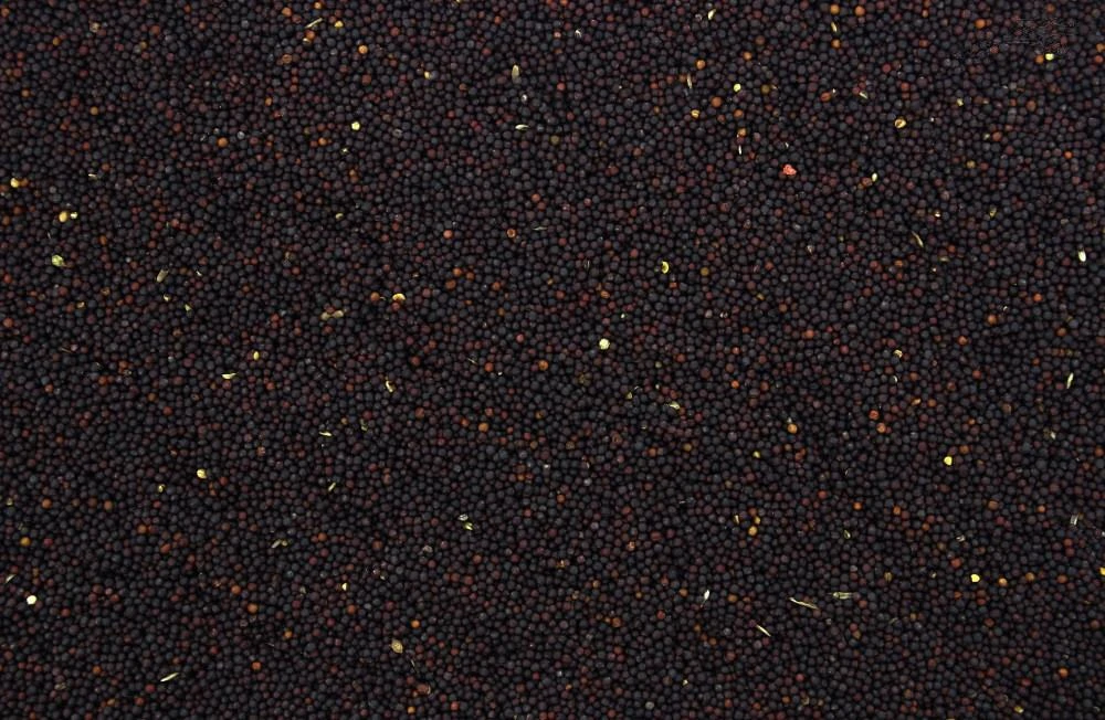 Raapzaad I 25 kg Raapzaad I 25 Kg -Dierbenodigdheden Serie Winkel 8711447200695 2