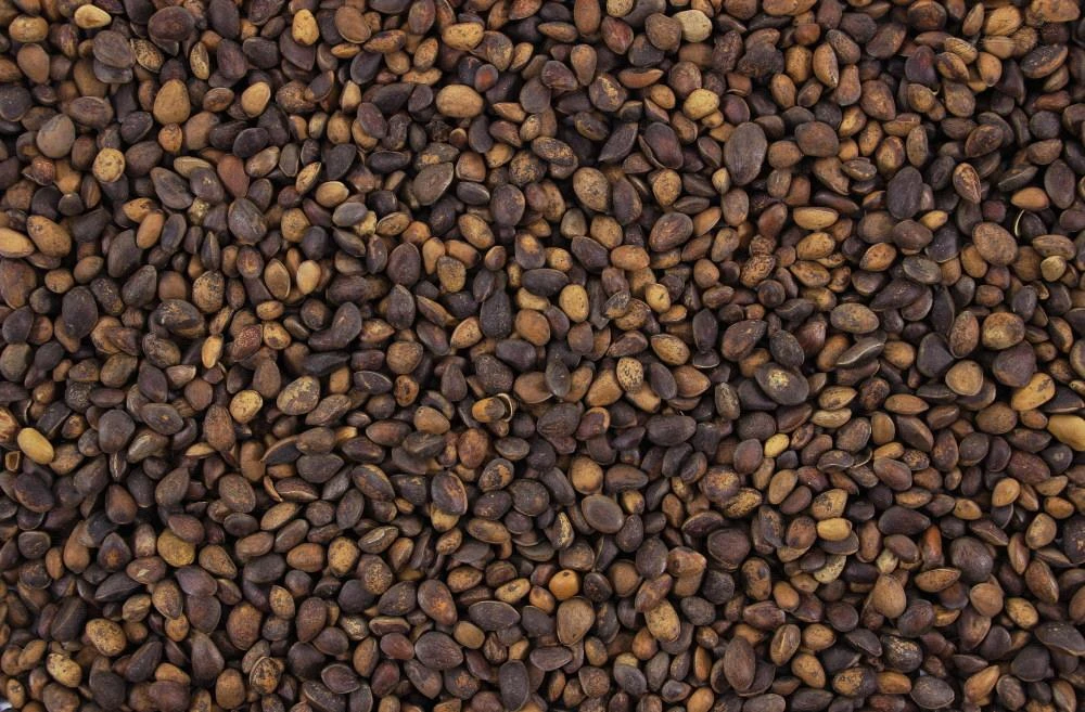 Cedernoten 750 gr Cedernoten 750 Gr -Dierbenodigdheden Serie Winkel 8715207901600 3