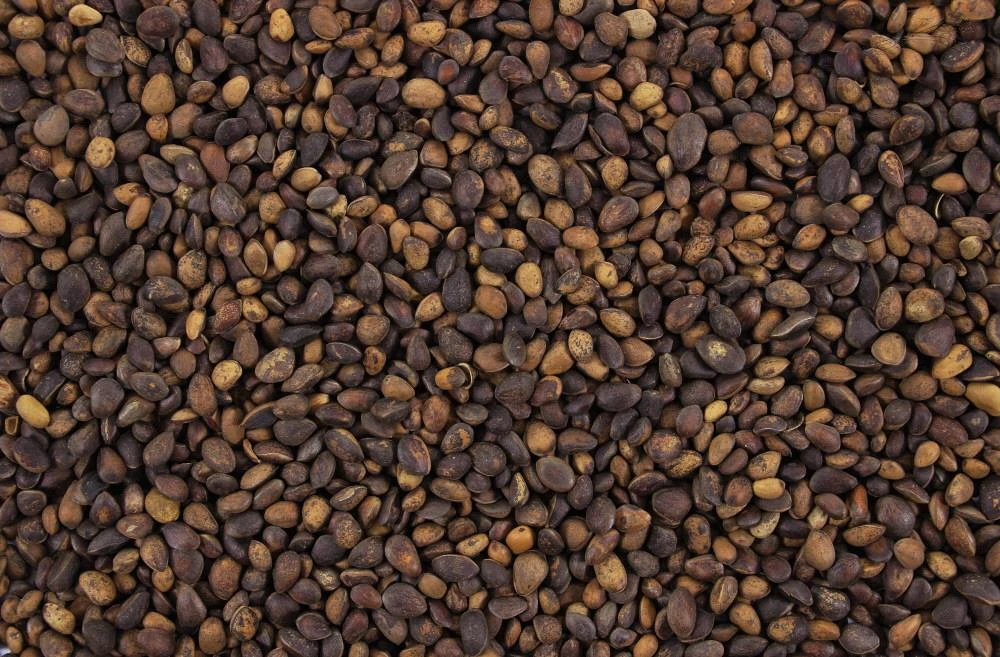 Cedernoten 4 kg Cedernoten 4 Kg -Dierbenodigdheden Serie Winkel 8715207901648 3