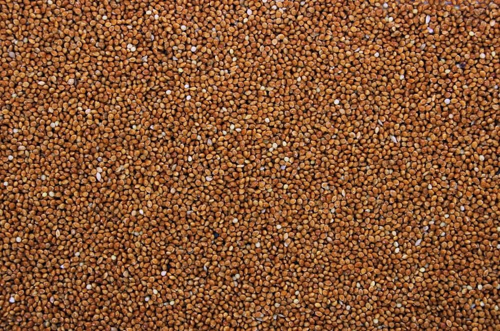 Milletzaad Rood 5 kg Milletzaad Rood 5 Kg -Dierbenodigdheden Serie Winkel 8715207911159 3