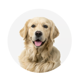 Dierbenodigdheden Serie Winkel -Dierbenodigdheden Serie Winkel d2a6faeb21a0e50e636401d9af7ead9c