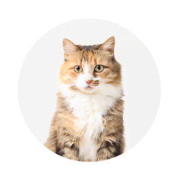 Dierbenodigdheden Serie Winkel -Dierbenodigdheden Serie Winkel e6de8c71ae1c44dcee874c4fcc9a21d6