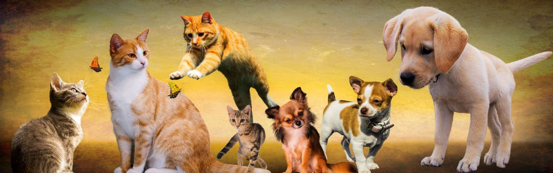 Dierbenodigdheden Serie Winkel -Dierbenodigdheden Serie Winkel fgsdg