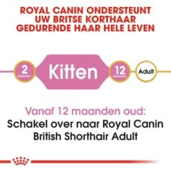 Royal Canin Kattenvoer British Shorthair Kitten 10 Kg -Dierbenodigdheden Serie Winkel royal canin british shorthair kitten kitten kat brits korthaar hero image 8