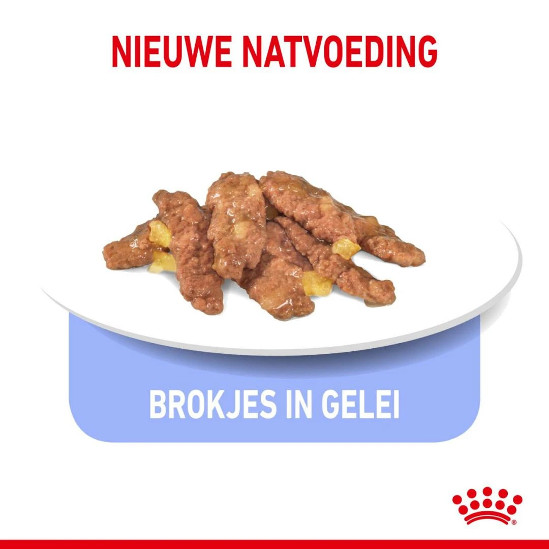 Royal Canin kattenvoer Indoor in Jelly 12 x 85 gr Royal Canin Kattenvoer Indoor In Jelly 12 X 85 Gr -Dierbenodigdheden Serie Winkel royal canin indoor sterilised jelly volwassen kat binnenkatten hero kibble