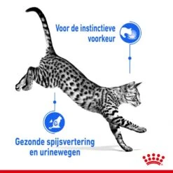 Royal Canin Kattenvoer Indoor In Jelly 12 X 85 Gr 5 Royal Canin Kattenvoer Indoor In Jelly 12 X 85 Gr -Dierbenodigdheden Serie Winkel royal canin indoor sterilised jelly volwassen kat binnenkatten hero usp