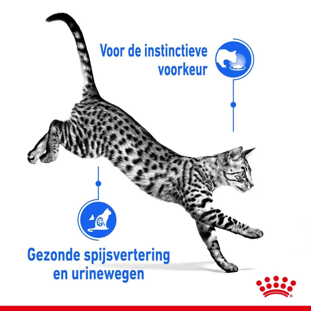 Royal Canin kattenvoer Indoor in Jelly 12 x 85 gr Royal Canin Kattenvoer Indoor In Jelly 12 X 85 Gr -Dierbenodigdheden Serie Winkel royal canin indoor sterilised jelly volwassen kat binnenkatten hero usp