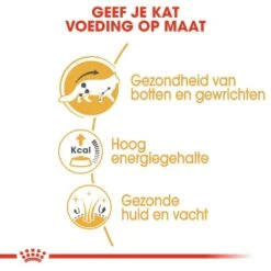 Royal Canin Kattenvoer Maine Coon Adult 12 X 85 Gr -Dierbenodigdheden Serie Winkel royal canin maine coon adult natvoer volwassen kat maine coon van 15 maanden tot 12 jaar hero usp