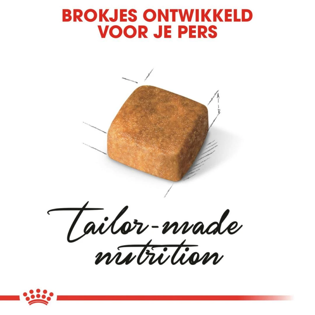 Royal Canin kattenvoer Persian Kitten 10 kg Royal Canin Kattenvoer Persian Kitten 10 Kg -Dierbenodigdheden Serie Winkel royal canin persian kitten kitten kat pers hero kibble